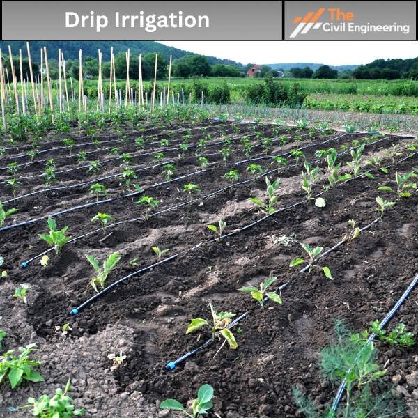 Differences Between Sprinkler Irrigation and Drip Irrigation