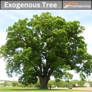 Exogenous Tree