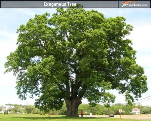 Exogenous Tree