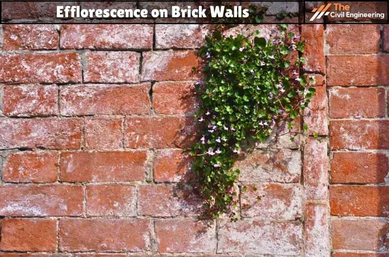 Efflorescence 