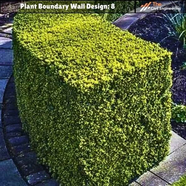 Plant Boundary Wall: 10 Stunning Designs, Key Details, and Standard Sizes
